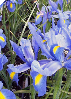 Dutch Iris BLUE DIAMOND