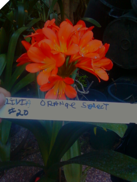 CLIVIA MINIATA Orange (trimmed) CLIVIA MINIATA Orange (trimmed)