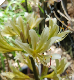 Lycoris Kitsune-Komachi YELLOW (May 2022) Lycoris Kitsune-Komachi YELLOW (May 2022)