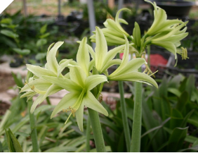 Amaryllis CYBISTER Evergreen® Amaryllis CYBISTER Evergreen®