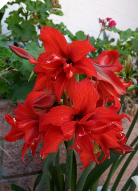 Amaryllis FANFARE® 18 cm Amaryllis FANFARE® 18 cm