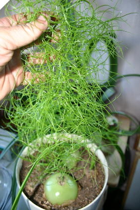 BOWIEA VOLUBILIS " SEA ONION " BOWIEA VOLUBILIS " SEA ONION "