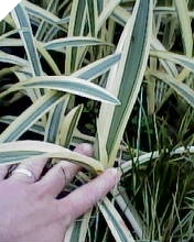 Variegated Hymenocallis Variegated Hymenocallis