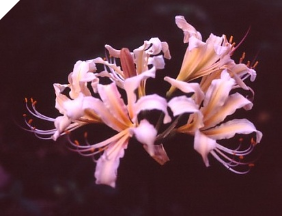 Lycoris BRAVO Japan (May Ship) Lycoris BRAVO Japan (May Ship)