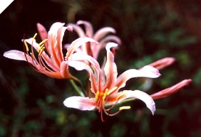 Lycoris CARNIVAL (May Ship) Lycoris CARNIVAL (May Ship)