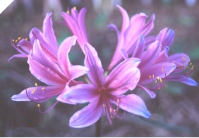 Lycoris DREAM (May Ship) Lycoris DREAM (May Ship)