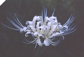 Lycoris EARLY HEYCHIN (May Ship) Lycoris EARLY HEYCHIN (May Ship)