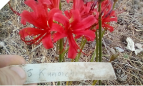 Lycoris Kunoichi Lycoris Kunoichi