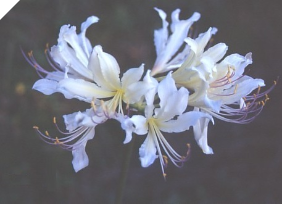 Lycoris MIYUKI Japan 2016 Lycoris MIYUKI Japan 2016