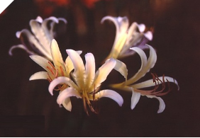 Lycoris Sasuari Japan Lycoris Sasuari Japan