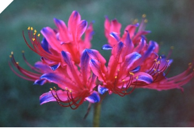 Lycoris UEKI #2 (May 2022) Lycoris UEKI #2 (May 2022)