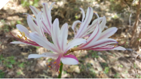 Lycoris INCARNATA Lycoris INCARNATA