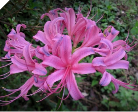 Lycoris JACKSONIANA ROSE (May) Lycoris JACKSONIANA ROSE (May)