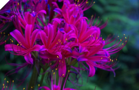 Lycoris Kagaribi Lycoris Kagaribi