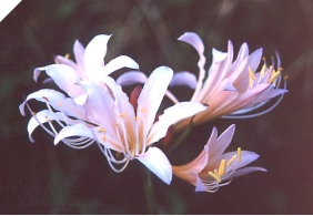 Lycoris Lady Killer Lycoris Lady Killer