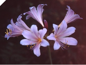 Lycoris Las Vegas (May 2022) Lycoris Las Vegas (May 2022)