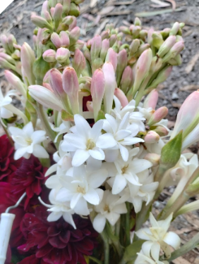 Double Polianthes Tuberosa -Jumbo Double Polianthes Tuberosa -Jumbo