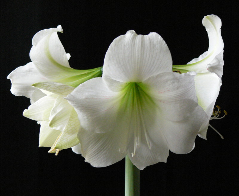 Amaryllis INTOKAZI