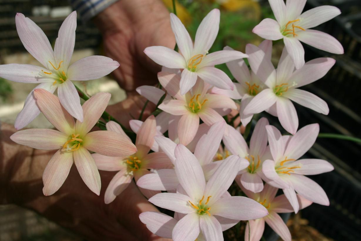 Old cedar chest, Rain Lilies, chives & dogwood blooms