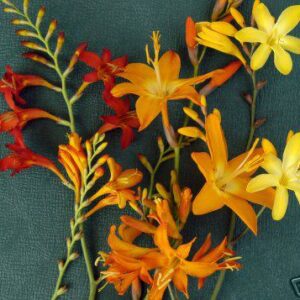 MIXED CROCOSMIA
