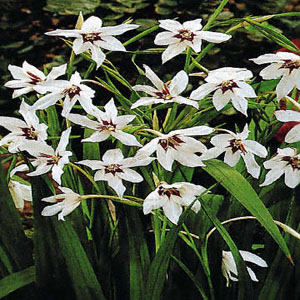 Acidanthera "Peacock Orchid"