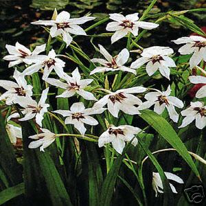 PEACOCK ORCHIDS
