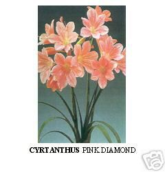 CYRTANTHUS PINK DIAMOND