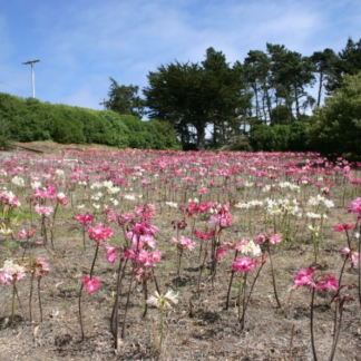 Amaryllis Belladonna MIX small