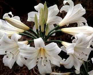 AMARYLLIS BELLADONNA ALBA