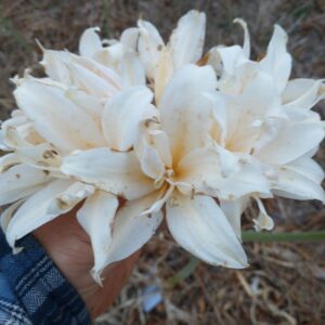 Amaryllis Belladonna Double White #1 Offset