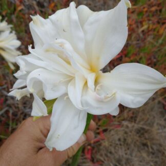 Amaryllis Belladonna Double White #2 Offset