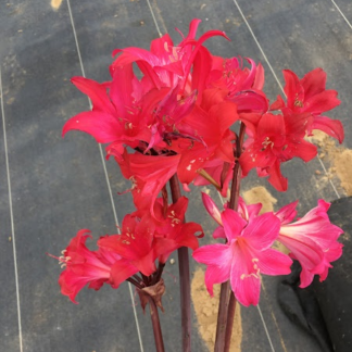 Amaryllis Belladonna Collection A2 2022