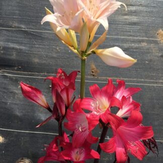 Amaryllis Belladonna Collection A3 2022
