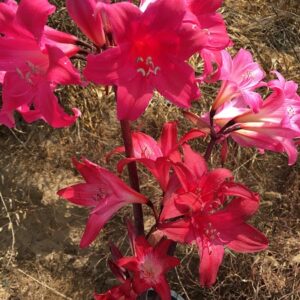 Amaryllis Belladonna Collection A4 2022