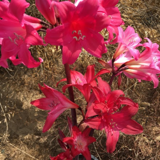 Amaryllis Belladonna Collection A4 2022