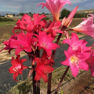 Amaryllis Belladonna Collection A5 2022