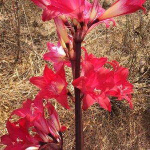 Amaryllis Belladonna Collection A6 2022