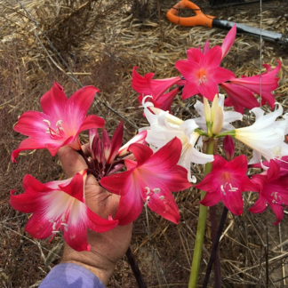 Amaryllis Belladonna Collection A7 2022