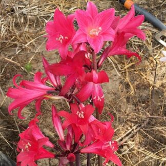 Amaryllis Belladonna Collection A8 2022
