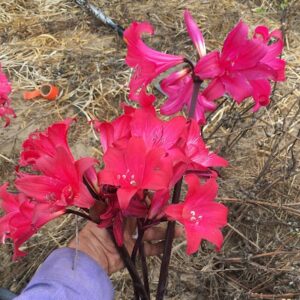 Amaryllis Belladonna Collection A9 2022