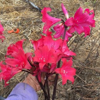 Amaryllis Belladonna Collection A9 2022