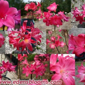 Amaryllis Belladonna Supreme Mix (Red Hybrids Included)