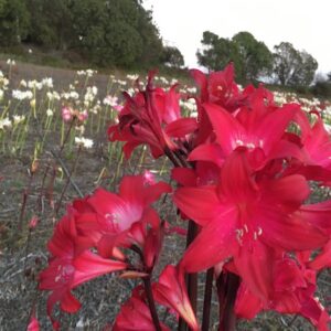Amaryllis Belladonna Dark REDS