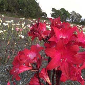 Amaryllis Belladonna Dark REDS