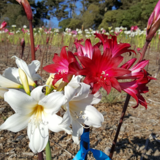 Amaryllis Belladonna