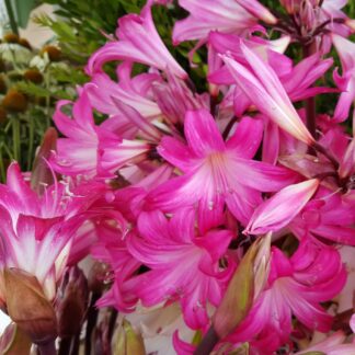 Amaryllis Belladonna HOT PINKS