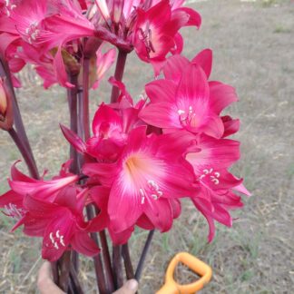 Amaryllis Belladonna Magenta