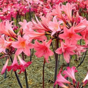 Amaryllis Belladonna Salmon