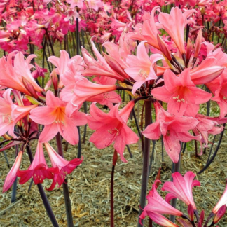 Amaryllis Belladonna Salmon
