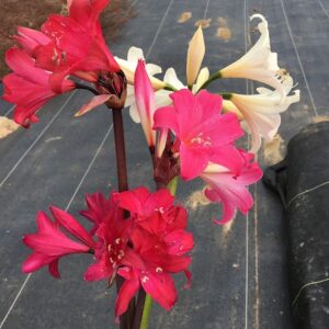 Amaryllis Belladonna Collection A1 2022